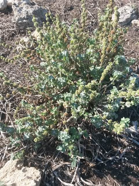 Marrubium vulgare